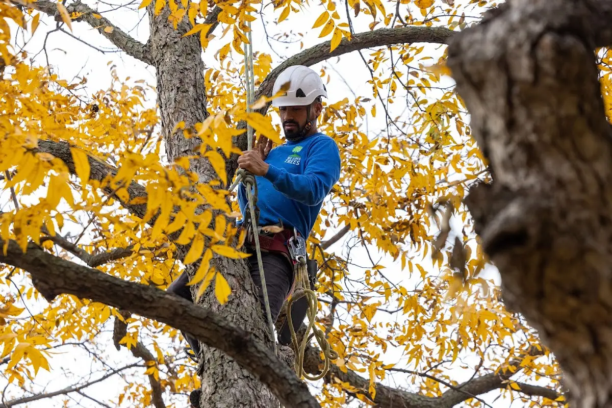 Skilled Tree Trimming crew working in Sugar Tree