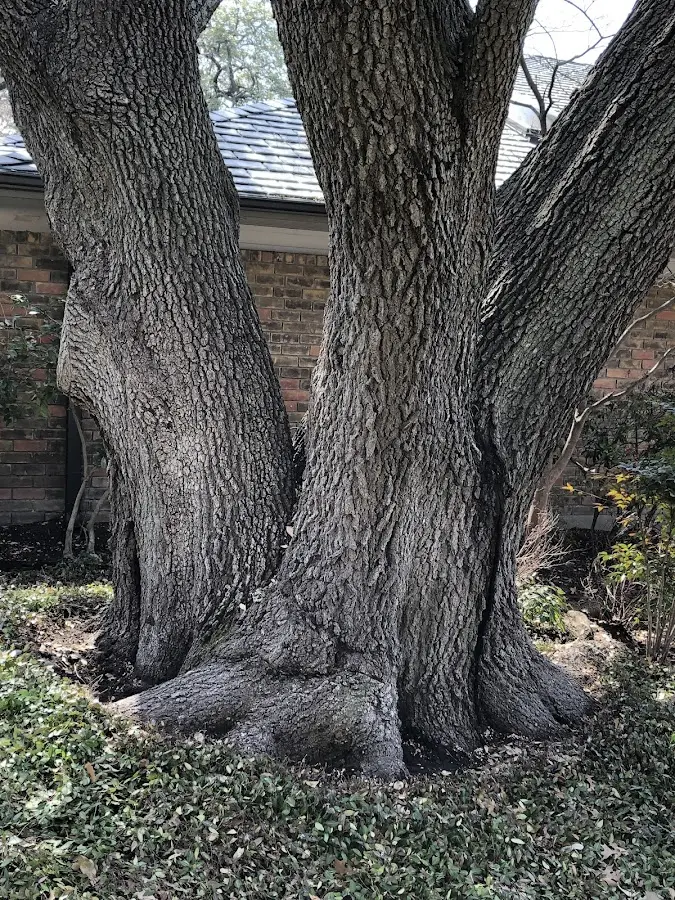 Mature heritage tree close to a Sugar Tree property cared for by certified arborists